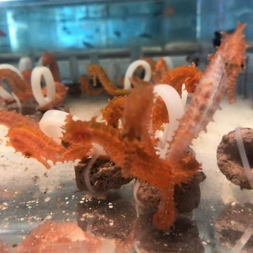 Orange Seahorse Tank Raised - Image 2
