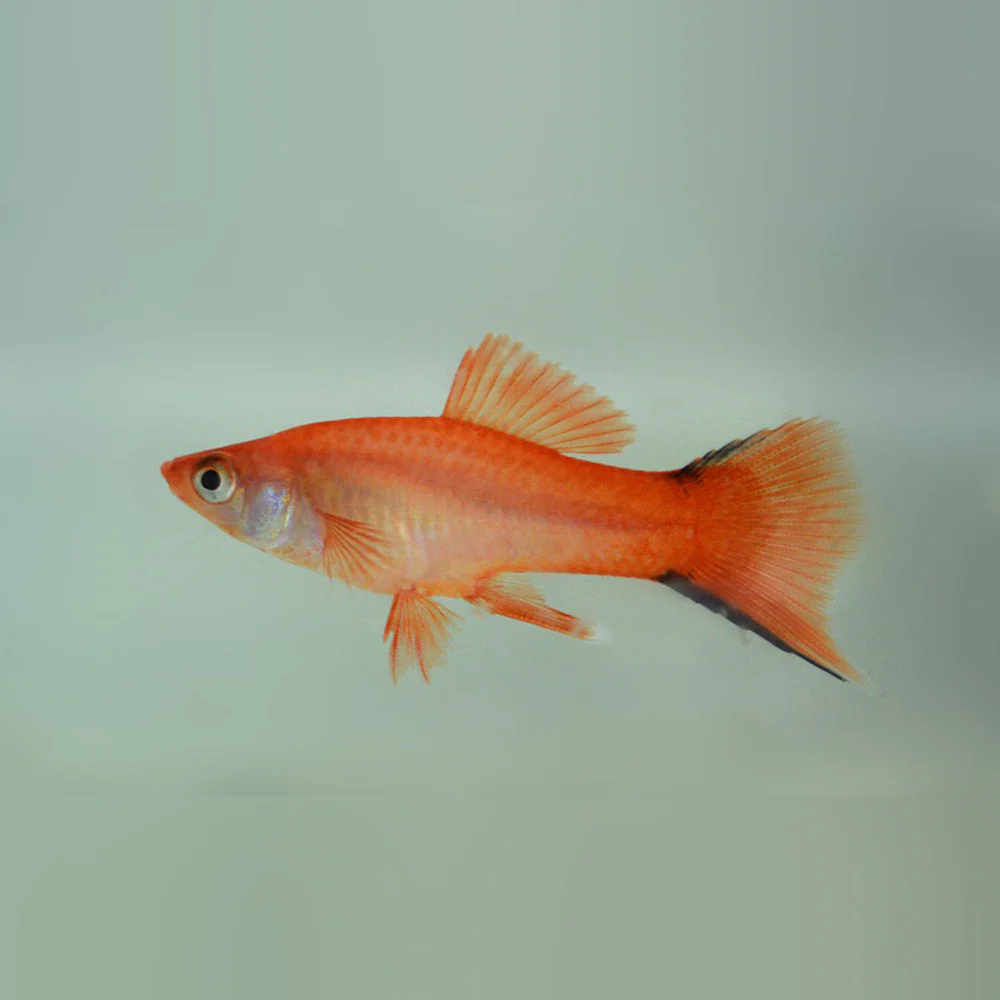 Pink Solar Swordtail