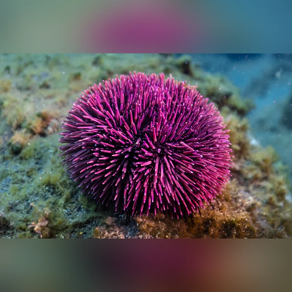 Pink Urchin