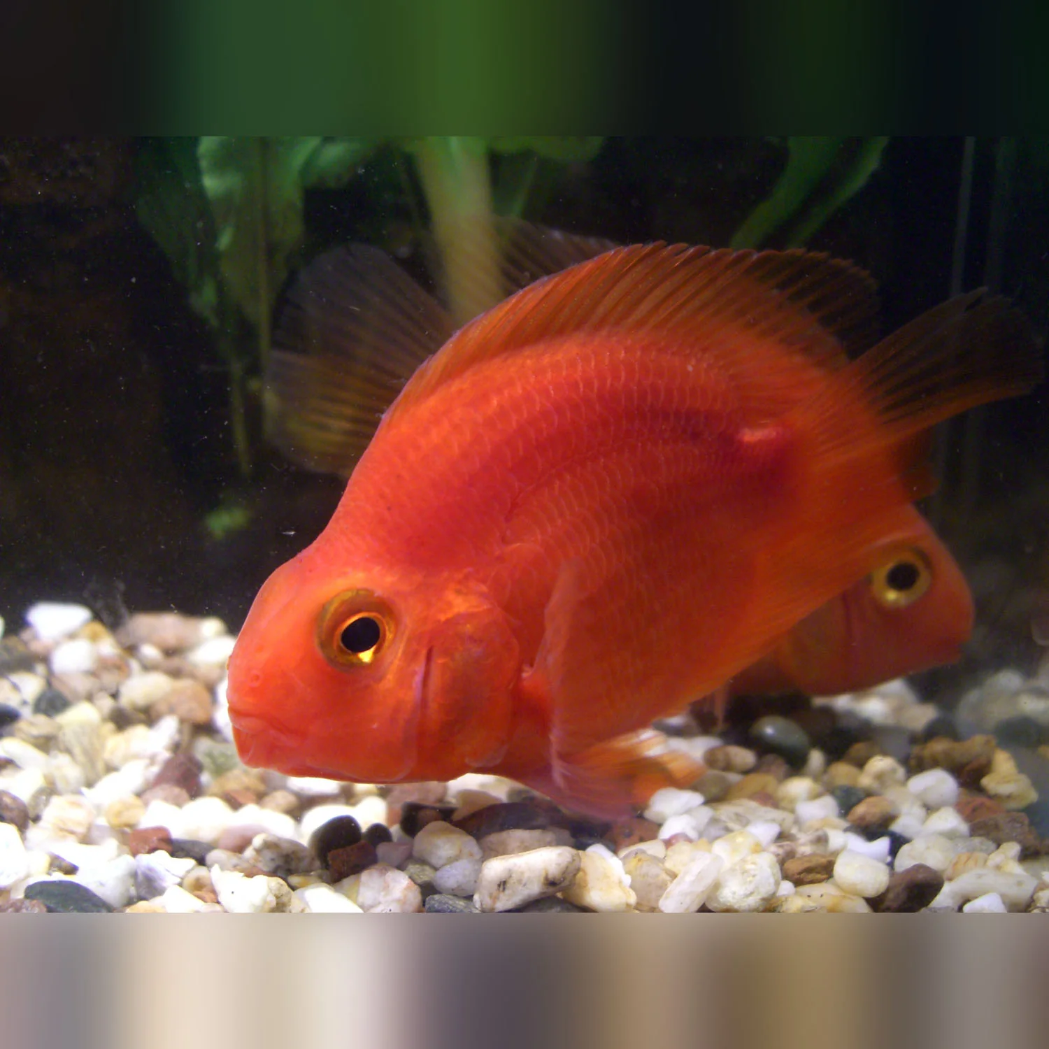 Purple Parrot Cichlid