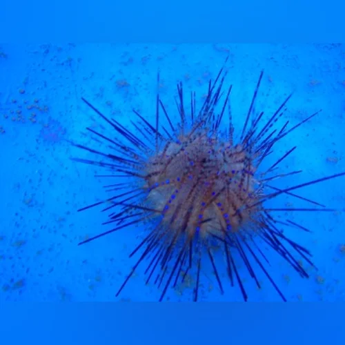 Red Needle Urchin - Image 2