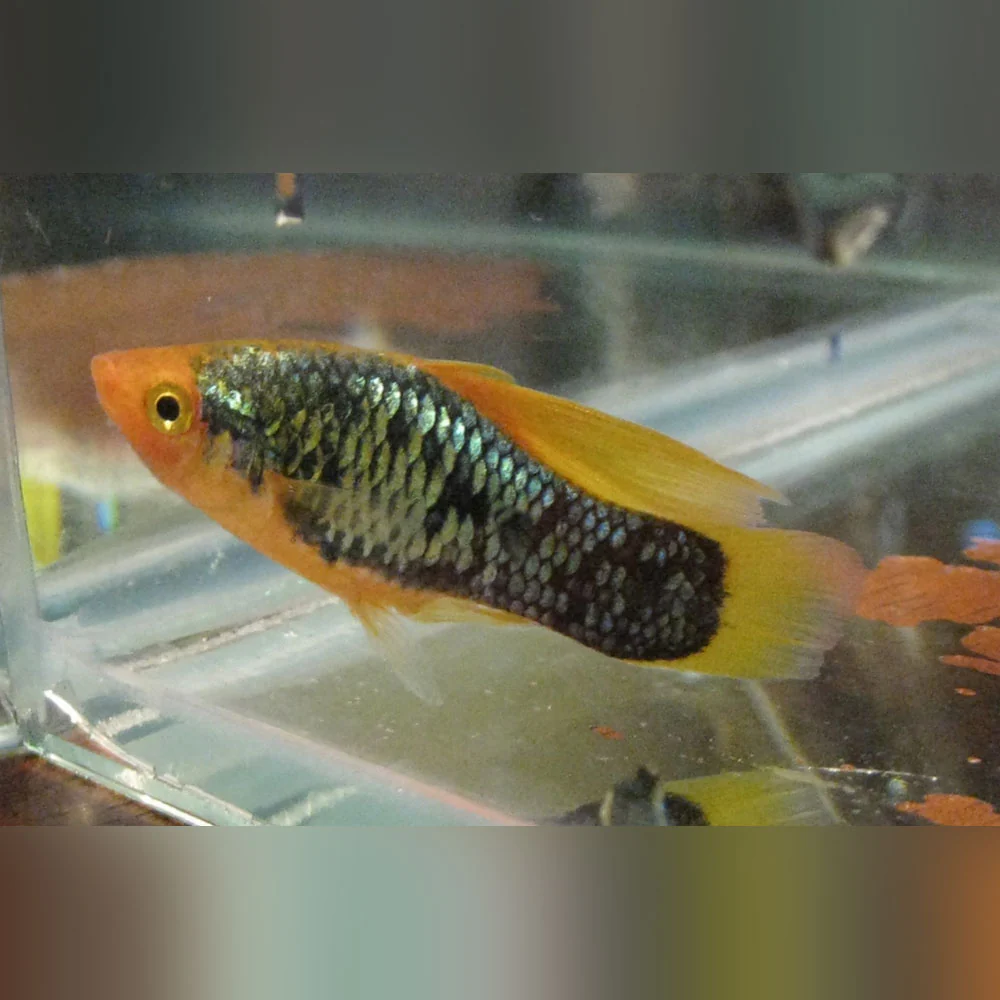 Red Tux Hi Fin Variatus