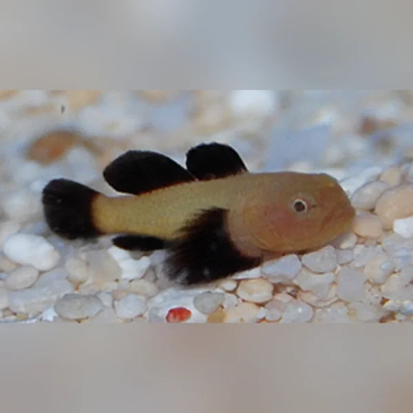 Redhead Coral Goby