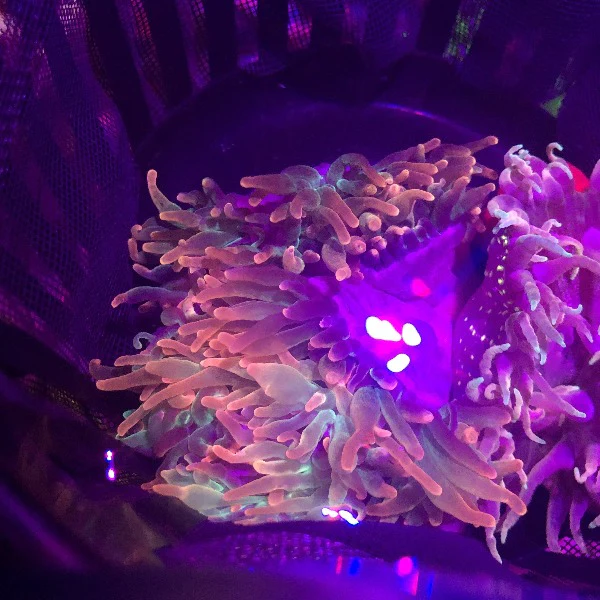 Rose Anemone - Image 2