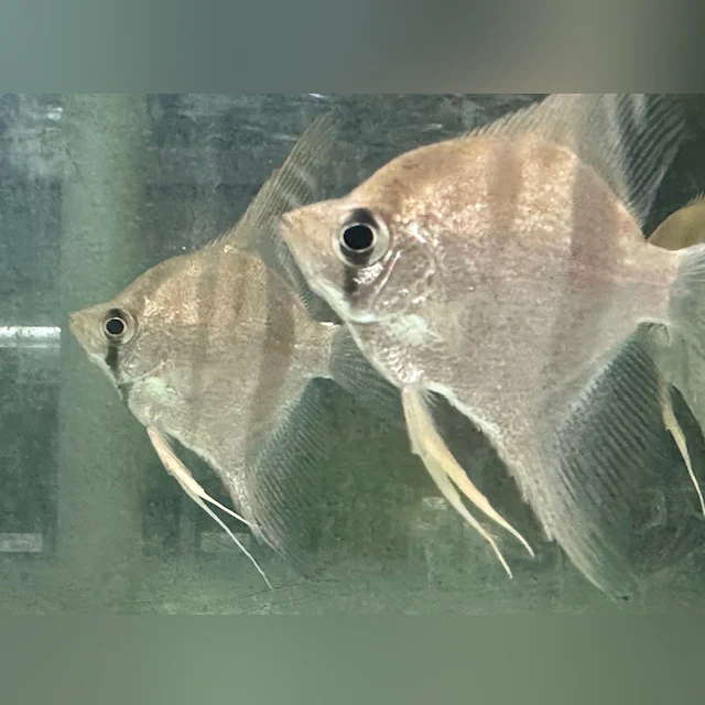 Santa Isabel Altum Angelfish