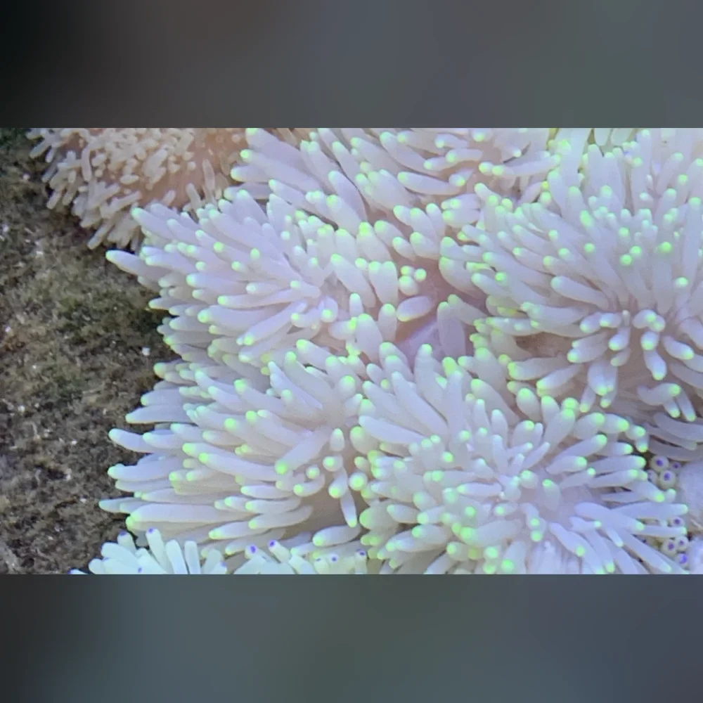 Sebae Anemone - Image 2