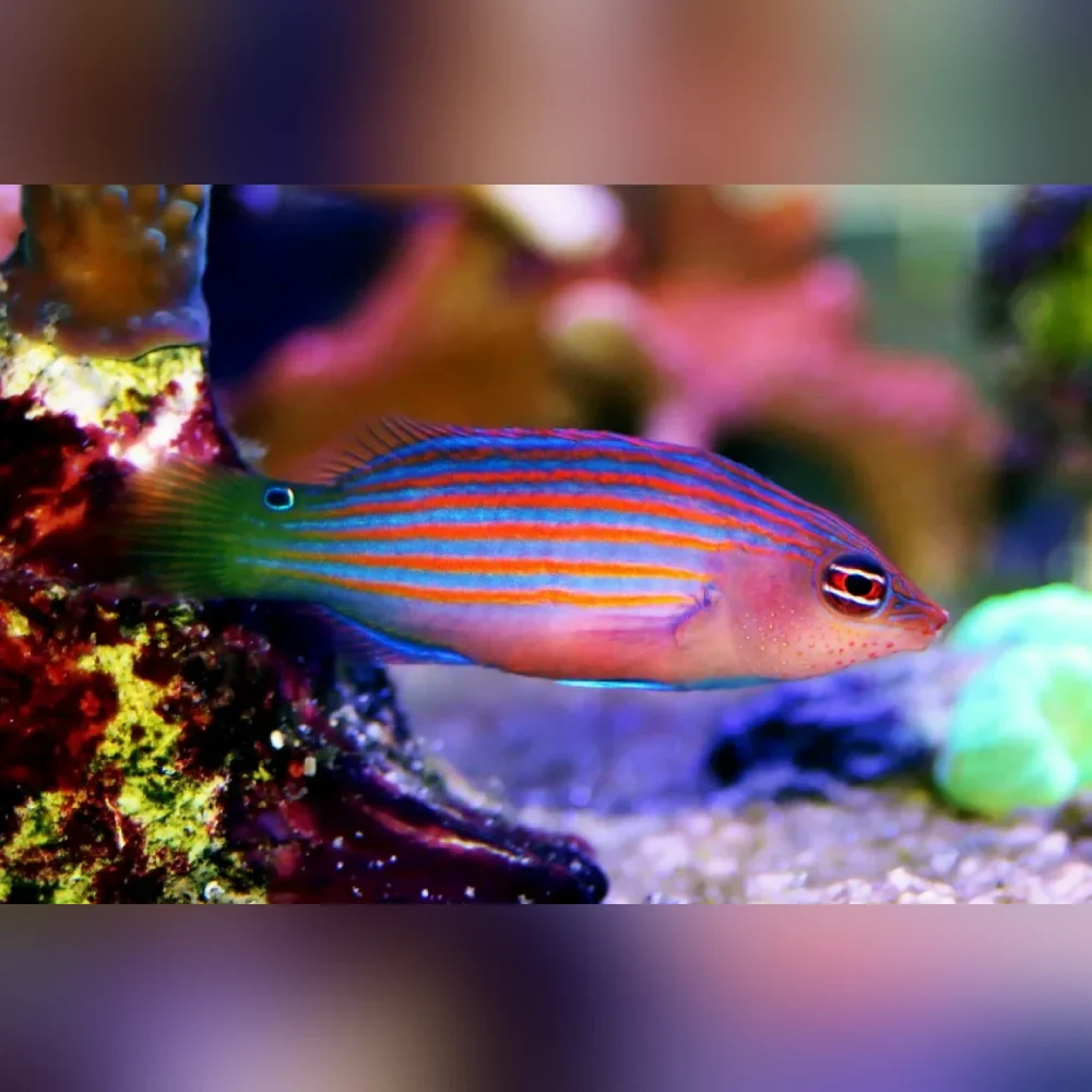 Six Line Wrasse