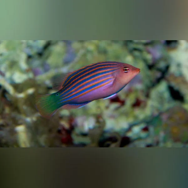 Six Line Wrasse - Image 2