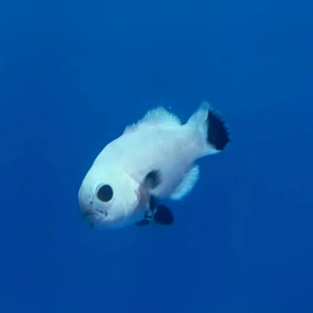 Snow Storm Clownfish