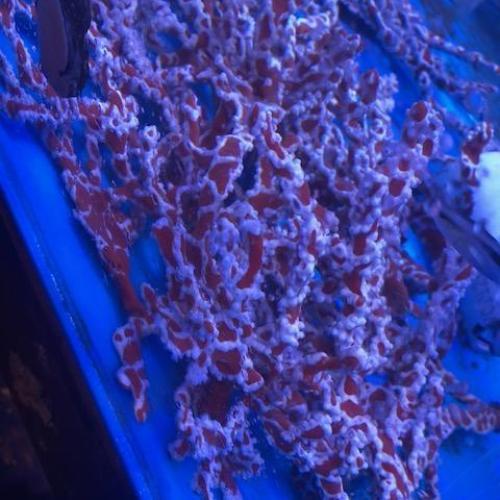 Spider Sponge