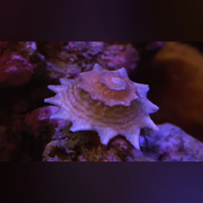 Star Snail