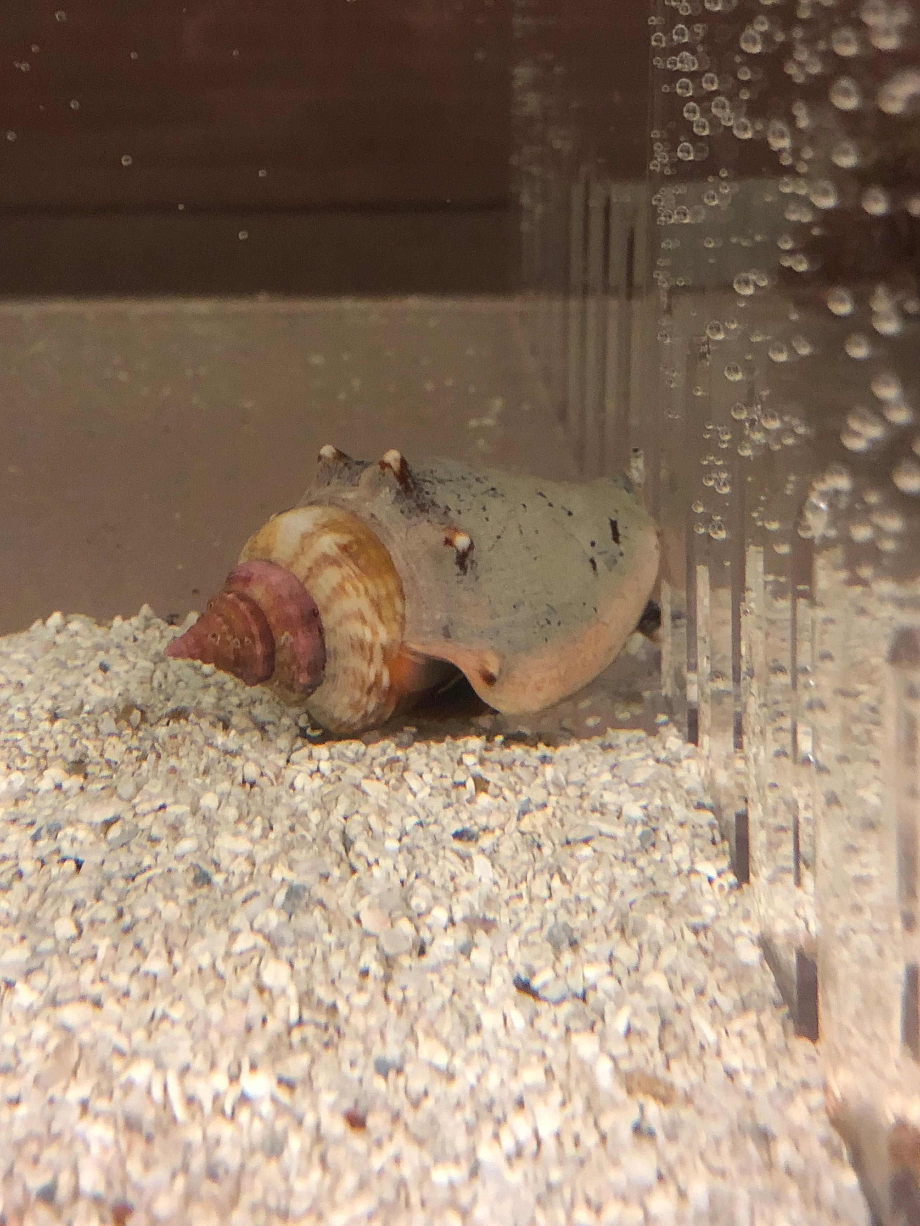 Tonga Fighting Conch - Image 3
