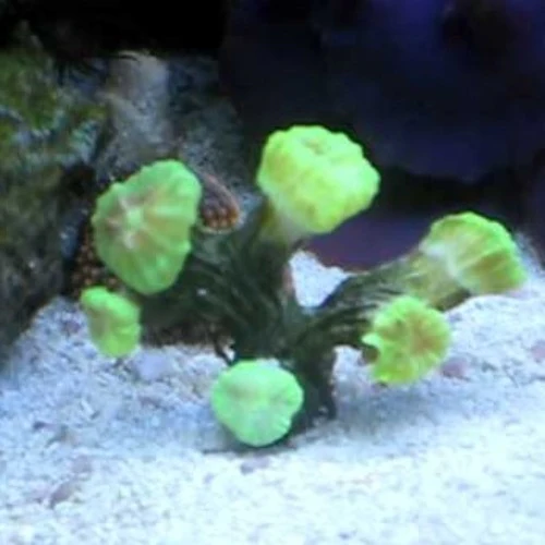 Trumpet Coral