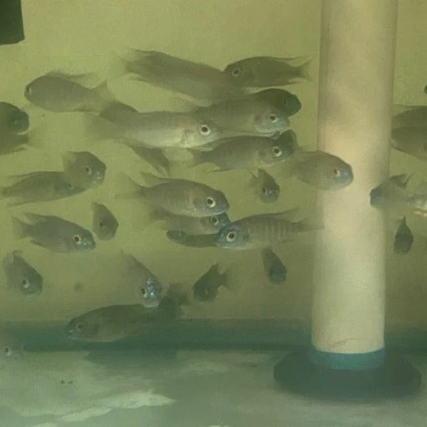 Usisya Flavescent Peacock Cichlid - Image 2