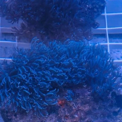 Waving Hand - Blue Xenia - Image 2