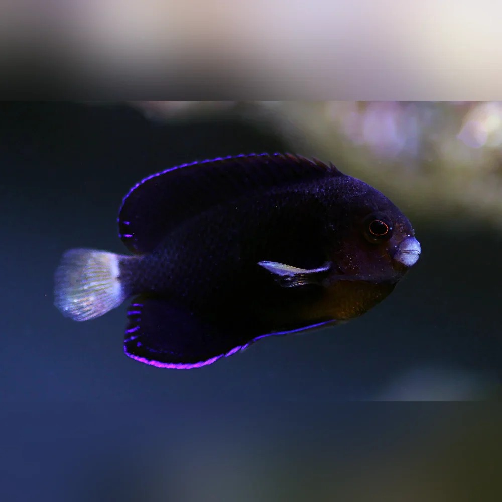 Whitetail Pygmy Angelfish